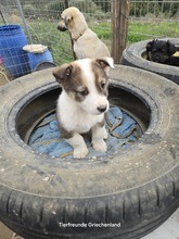 LENA, Hund, Mischlingshund in Griechenland - Bild 1