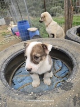 LENA, Hund, Mischlingshund in Griechenland - Bild 2