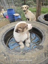 LENA, Hund, Mischlingshund in Griechenland - Bild 3