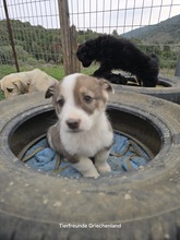 LENA, Hund, Mischlingshund in Griechenland - Bild 4