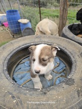 LENA, Hund, Mischlingshund in Griechenland - Bild 5