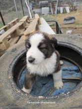 MERLIN, Hund, Mischlingshund in Griechenland - Bild 1