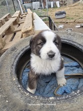 MERLIN, Hund, Mischlingshund in Griechenland - Bild 2