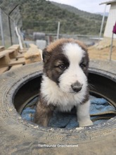 MERLIN, Hund, Mischlingshund in Griechenland - Bild 3