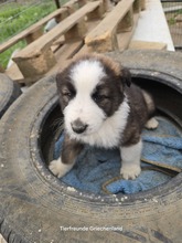 MERLIN, Hund, Mischlingshund in Griechenland - Bild 4