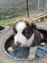 MERLIN, Hund, Mischlingshund in Griechenland - Bild 5