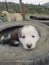 ANNA, Hund, Mischlingshund in Griechenland - Bild 1