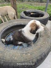 ANNA, Hund, Mischlingshund in Griechenland - Bild 2