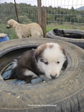 ANNA, Hund, Mischlingshund in Griechenland - Bild 3