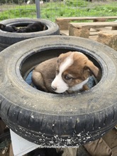 HOLLY, Hund, Mischlingshund in Griechenland - Bild 2