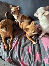 LENI, Hund, Chihuahua in Ingolstadt - Bild 5