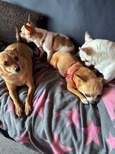 LENI, Hund, Chihuahua in Ingolstadt - Bild 6