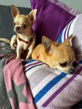 CHILI, Hund, Chihuahua in Ingolstadt - Bild 4