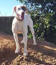 PINTO, Hund, Epagneul Breton-Mix in Spanien - Bild 6