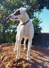 PINTO, Hund, Epagneul Breton-Mix in Spanien - Bild 7