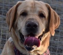 WINSTON, Hund, Labrador Retriever in Ungarn - Bild 1