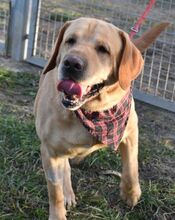 WINSTON, Hund, Labrador Retriever in Ungarn - Bild 2