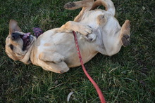 WINSTON, Hund, Labrador Retriever in Ungarn - Bild 3