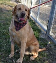 WINSTON, Hund, Labrador Retriever in Ungarn - Bild 4