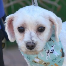 ALINE, Hund, Bichon Maltais in Spanien - Bild 1