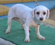 ALINE, Hund, Bichon Maltais in Spanien - Bild 2