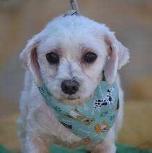 ALINE, Hund, Bichon Maltais in Spanien - Bild 3