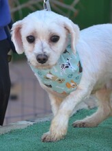 ALINE, Hund, Bichon Maltais in Spanien - Bild 4