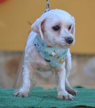 ALINE, Hund, Bichon Maltais in Spanien - Bild 5