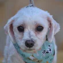 ALINE, Hund, Bichon Maltais in Spanien - Bild 6