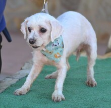 ALINE, Hund, Bichon Maltais in Spanien - Bild 7