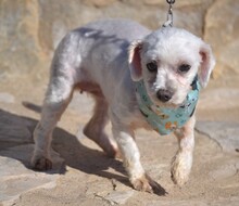 ALINE, Hund, Bichon Maltais in Spanien - Bild 9