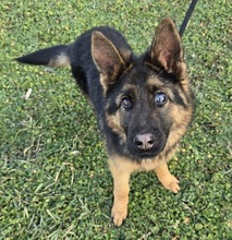 RASCAL, Hund, Deutscher Schäferhund in Ungarn - Bild 2