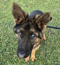 RASCAL, Hund, Deutscher Schäferhund in Ungarn - Bild 3