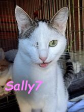 SALLY7, Katze, Europäisch Kurzhaar in Griechenland - Bild 2