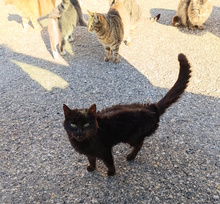 POPPI, Katze, Europäisch Kurzhaar in Kroatien - Bild 1