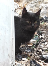 POPPI, Katze, Europäisch Kurzhaar in Kroatien - Bild 2