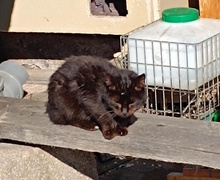 POPPI, Katze, Europäisch Kurzhaar in Kroatien - Bild 3