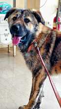 LEON, Hund, Herdenschutzhund-Mix in Griechenland - Bild 1