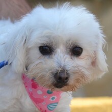 PELUDA, Hund, Bichon Maltais in Spanien - Bild 1