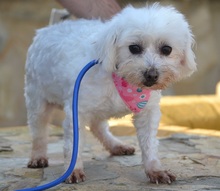 PELUDA, Hund, Bichon Maltais in Spanien - Bild 2