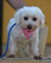 PELUDA, Hund, Bichon Maltais in Spanien - Bild 3