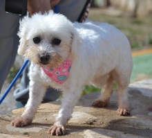 PELUDA, Hund, Bichon Maltais in Spanien - Bild 4