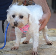 PELUDA, Hund, Bichon Maltais in Spanien - Bild 5