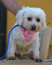 PELUDA, Hund, Bichon Maltais in Spanien - Bild 6