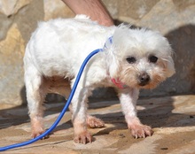 PELUDA, Hund, Bichon Maltais in Spanien - Bild 7