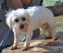 PELUDA, Hund, Bichon Maltais in Spanien - Bild 8