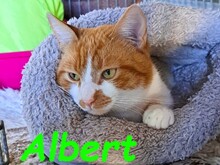 ALBERT, Katze, Hauskatze in Griechenland - Bild 2