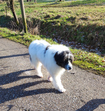 BJARNI, Hund, Mischlingshund in Freudenberg - Bild 4