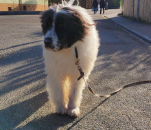 BJARNI, Hund, Mischlingshund in Freudenberg - Bild 5