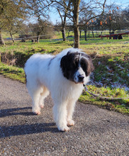 BJARNI, Hund, Mischlingshund in Freudenberg - Bild 6